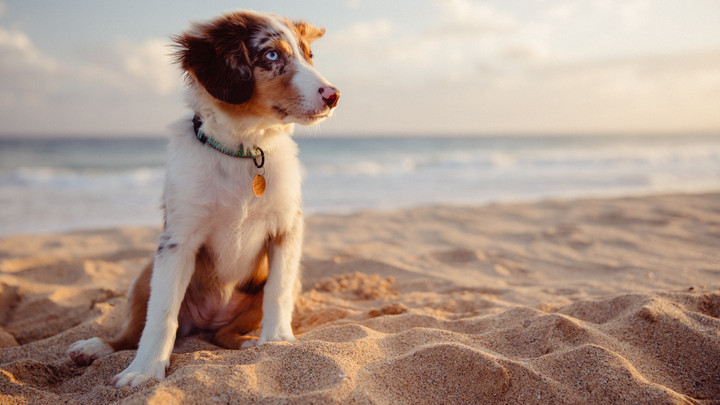Dog Owners Warned Of 'Mystery Toxin' On UK Beaches