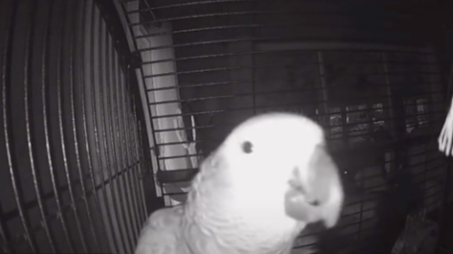 Moment African Grey Parrot Tells Alexa To Add Pulled Pork To The Shopping List