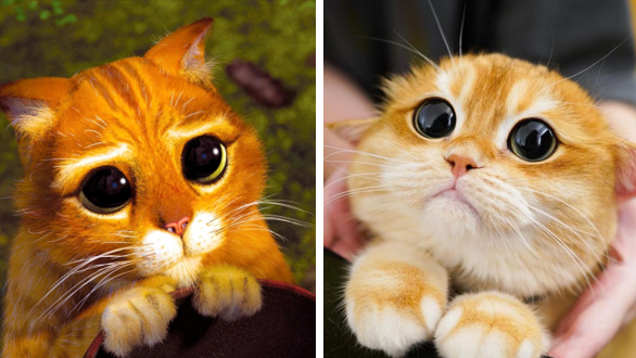 This Adorable Cat Looks Just Like Puss In Boots From Shrek