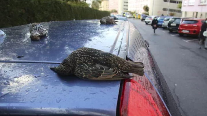 Death Of 200 Birds Falling Over Hospital 'Like Rain' Sparks Investigation