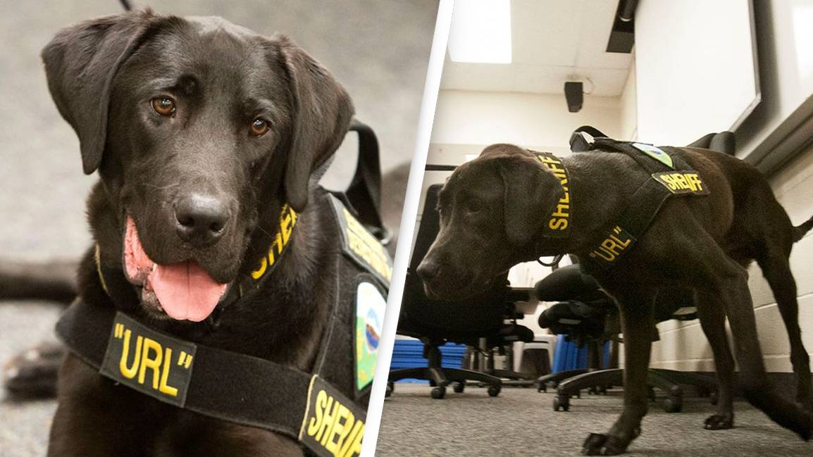 Police dog that could 'sniff out child porn' dies a hero after putting  perverts behind bars
