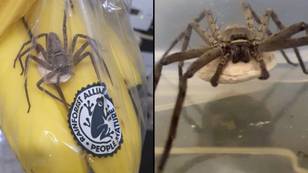 家伙找到了世界上最大的有毒蜘蛛，鸡蛋囊中满是乐购香蕉的婴儿