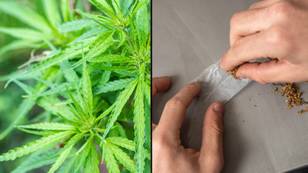 在澳大利亚合法化大麻合法的法案最终可以引入议会