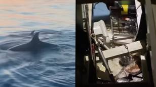 杀手鲸的族长遭受“痛苦的关键时刻”之后，故意攻击船只