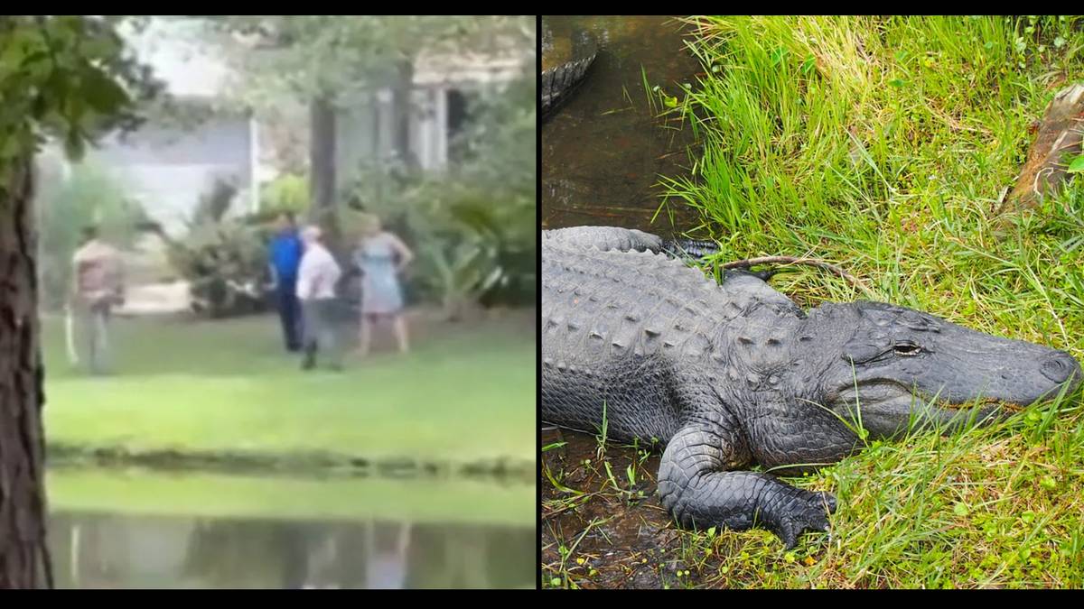 Alligator Kills South Carolina Woman On Dog Walk Then Guards Her Body