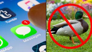 苹果透露iPhone最终将停止自动更正“ f ** k”为“鸭”