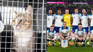 英格兰球员收养他们在卡塔尔训练营中发现的流浪猫，并将带戴夫回家