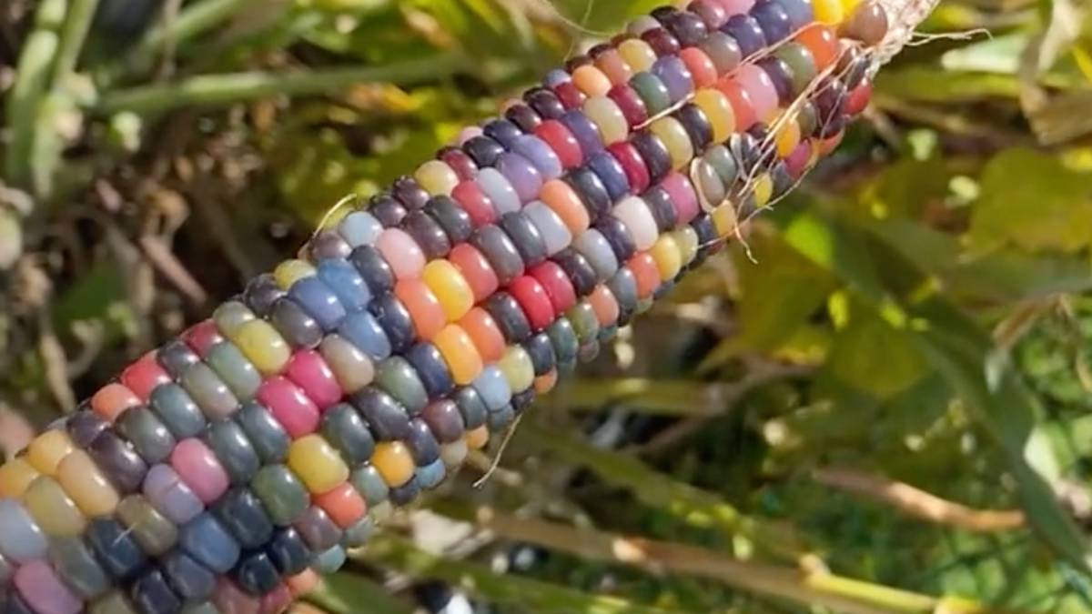 How To Grow Glass Gem Corn - Grow Something Magical In Your Garden!