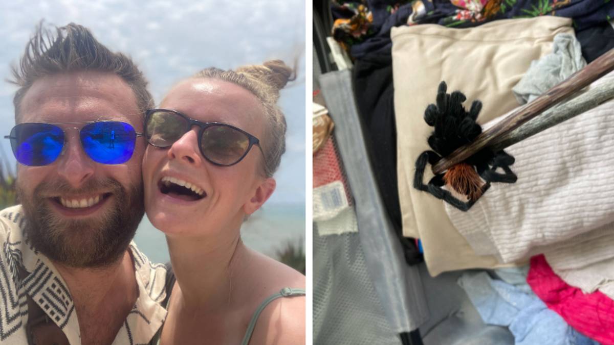 Horrified couple find giant tarantula in their luggage after coming ...
