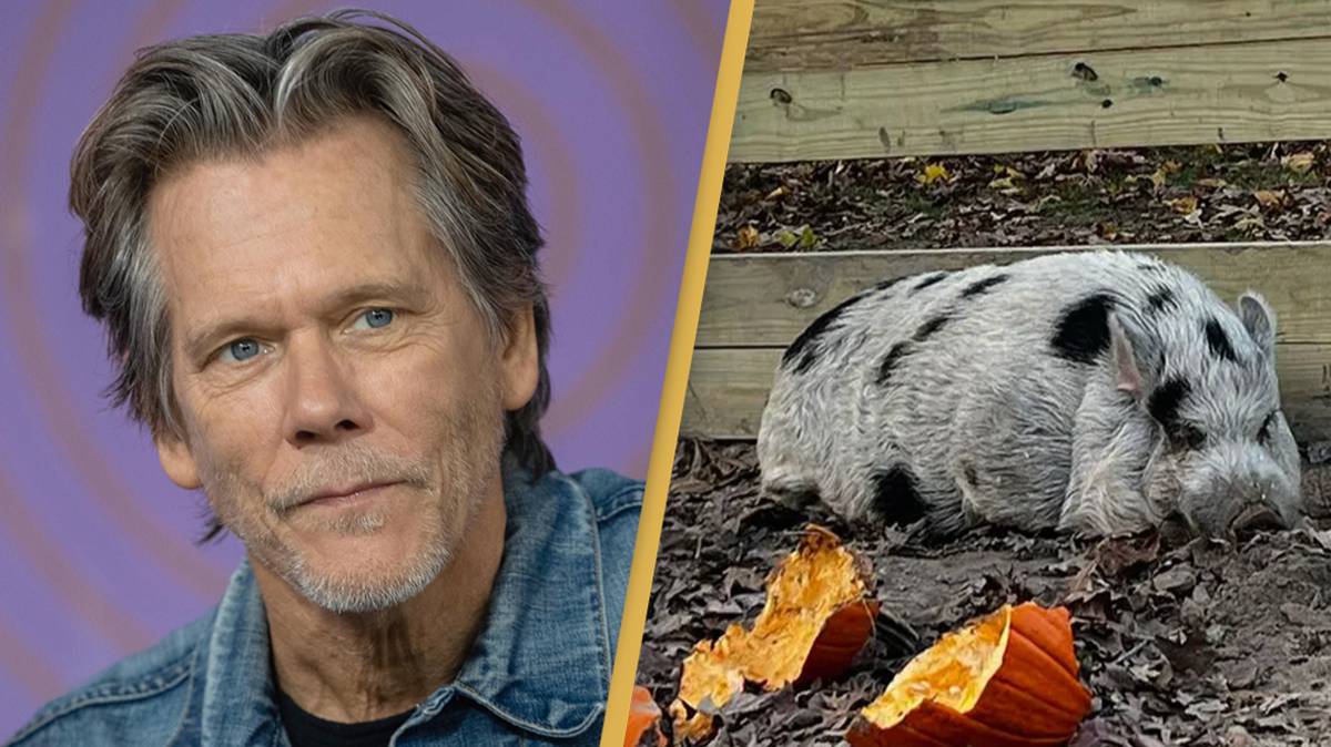 Pig Kevin Bacon Finally Home After 2 Weeks On The Lam, Lured In By