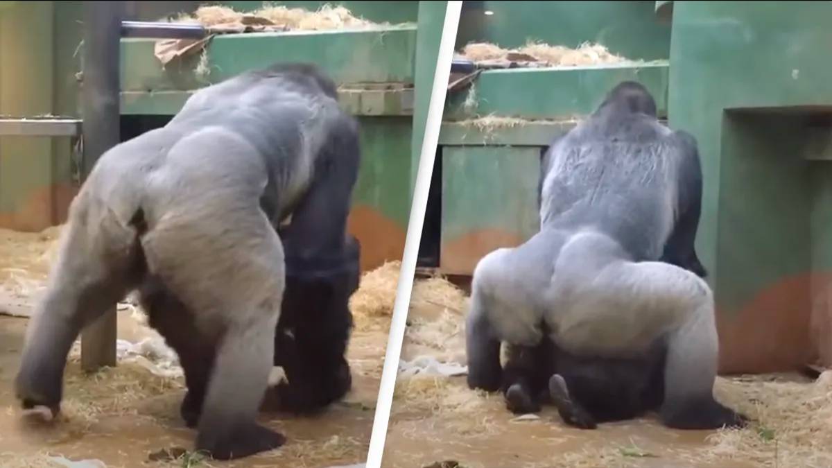 Sexinzoo - Parents in shock as gorillas mate in front of kids at zoo