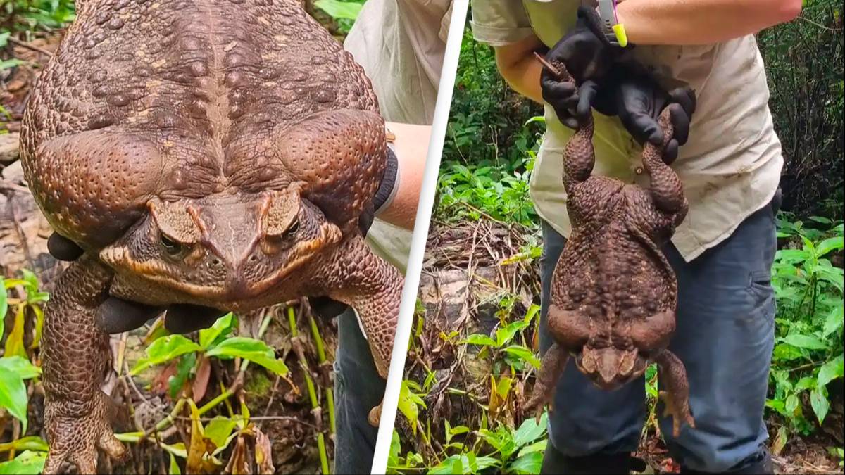 Giant cane toad discovered in Australia dubbed 'Toadzilla