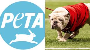 Animal welfare group PETA urges American football team to stop using bulldog as its mascot
