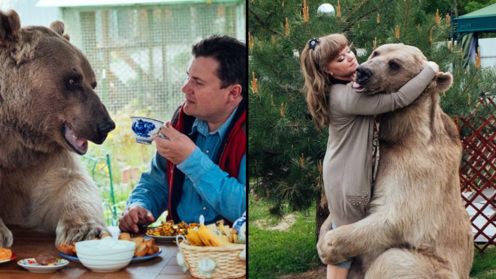 Russian petting. Bears as Pet. Russians and their Pets. Russians have Bears as their Pets..