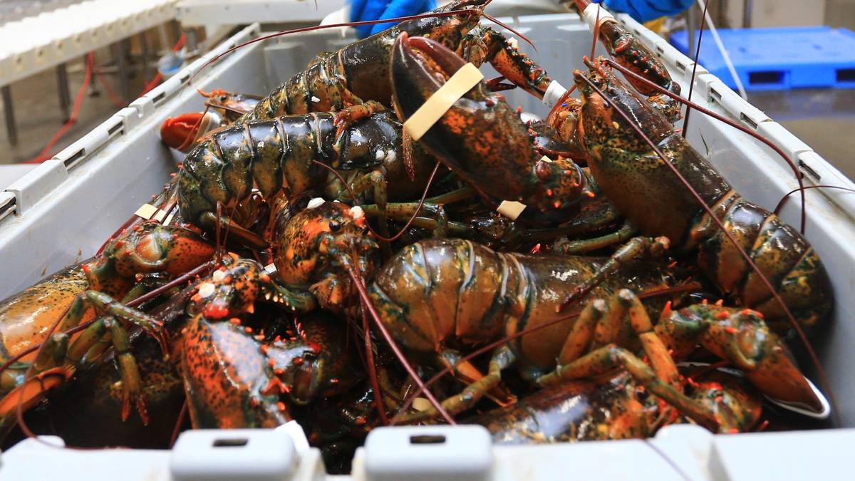 Boiling Lobsters Alive Set To Be Finally Banned In The Uk