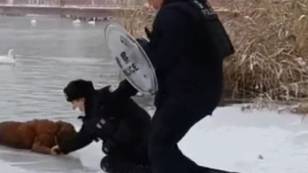 英勇的警察从冰冻湖中拯救了金毛猎犬