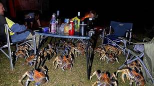 澳大利亚家庭的野餐被大量的强盗螃蟹入侵