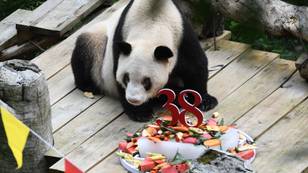 世界上最古老的熊猫死于38岁和四个月