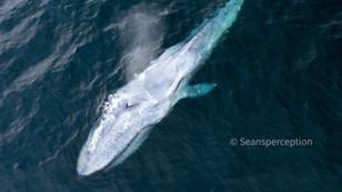 摄影师在数周内捕获第二个“极稀有”蓝鲸
