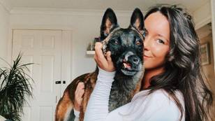 Instagram粉丝筹集了4,500英镑后，鼻子受损的狗可以改变生活，用于改变生活