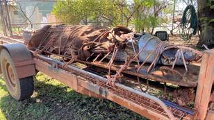 野生动植物游骑兵捕获大型的350公斤鳄鱼