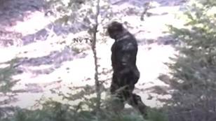 专家被“ Bigfoot”震惊于新目击的视频中