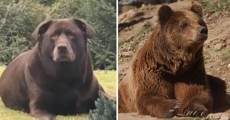dog that looks like a brown bear
