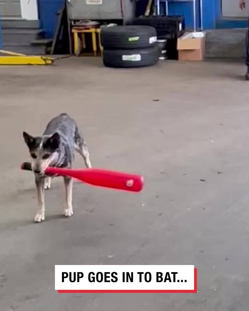 Baseball dog smashes the wrong ball...