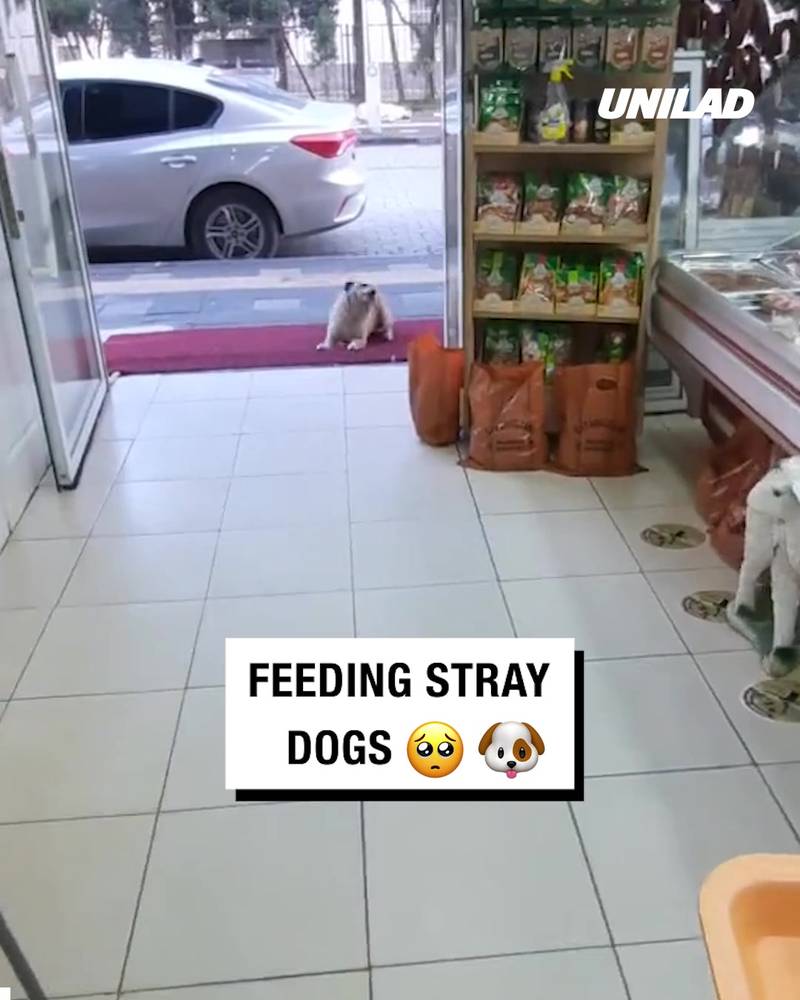 Butcher feeds stray dogs