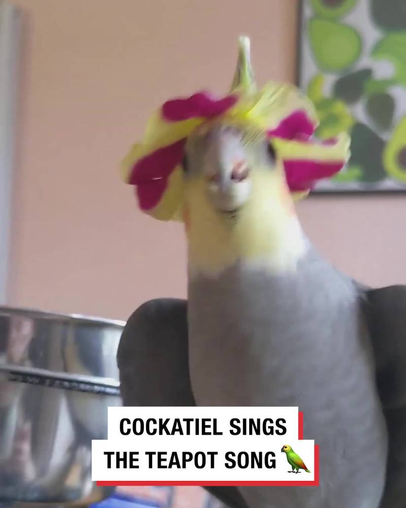 My cockatiel loves singing 'I'm a Little Teapot'