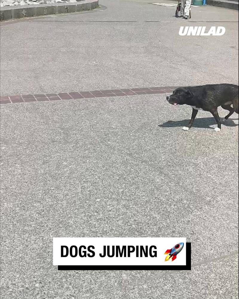 Impressive Dog jumps
