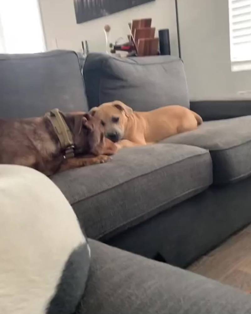 Dog doesn't realise other dog is chewing on his tail