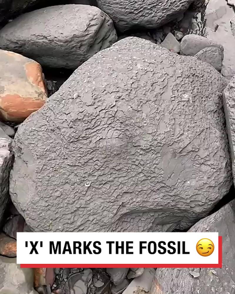 X' Marks the Fossil 😳 
