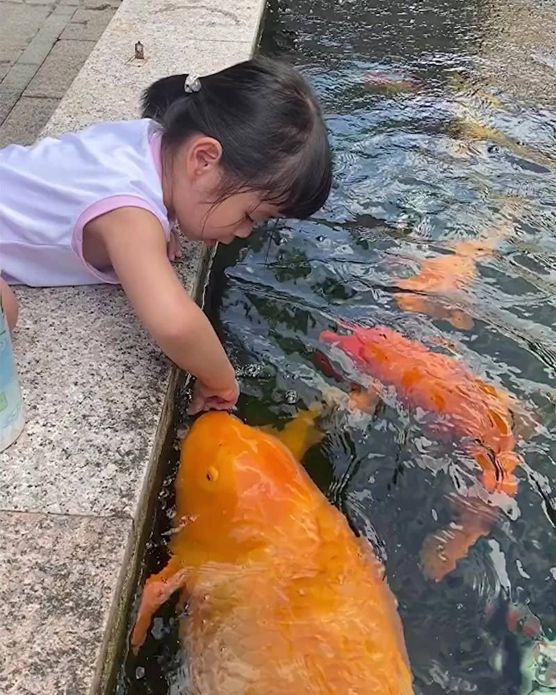 Little girl and her giant koi carp