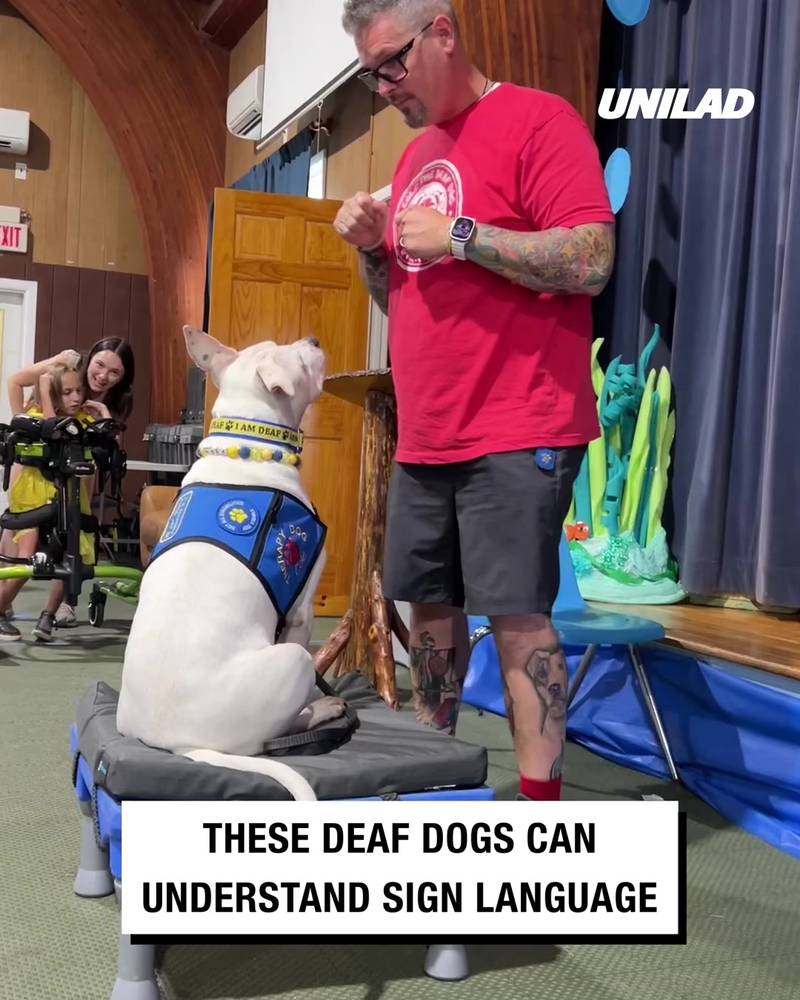 ladbible-video-hub-deaf-dogs-understand-sign-language