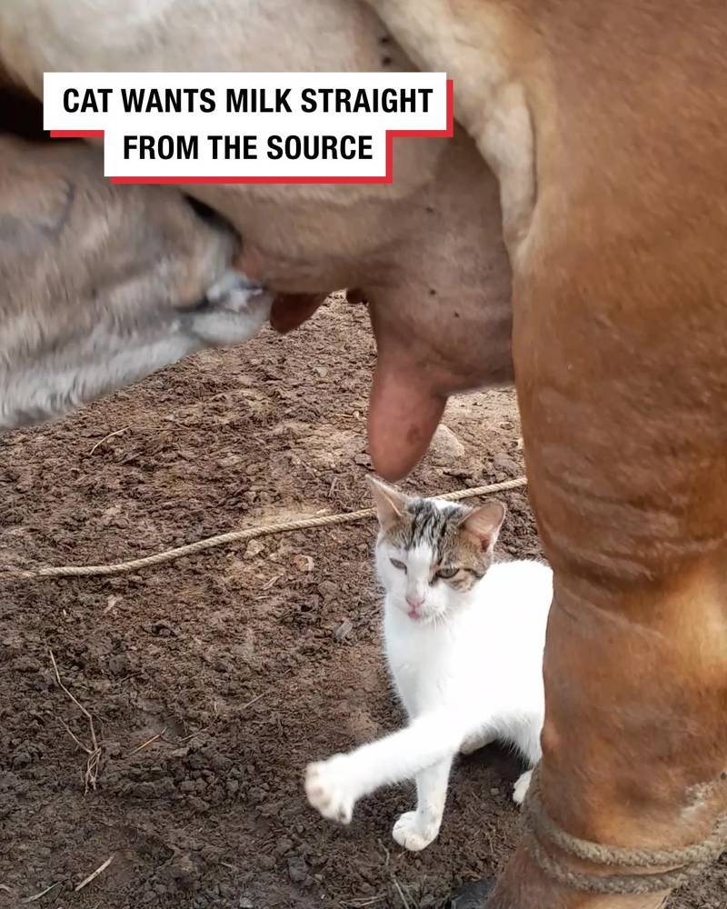 Cat plans to get milk straight from the source...