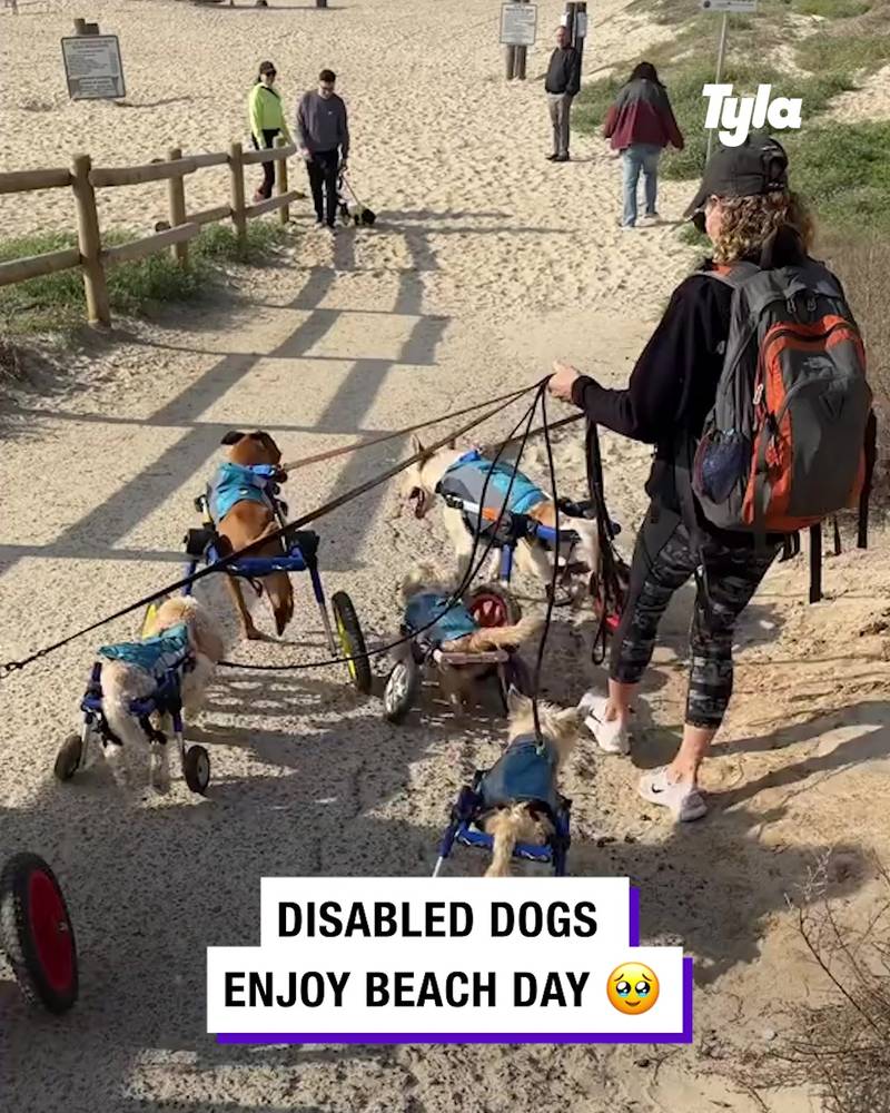 Disabled dogs enjoy a beach day 🏖️