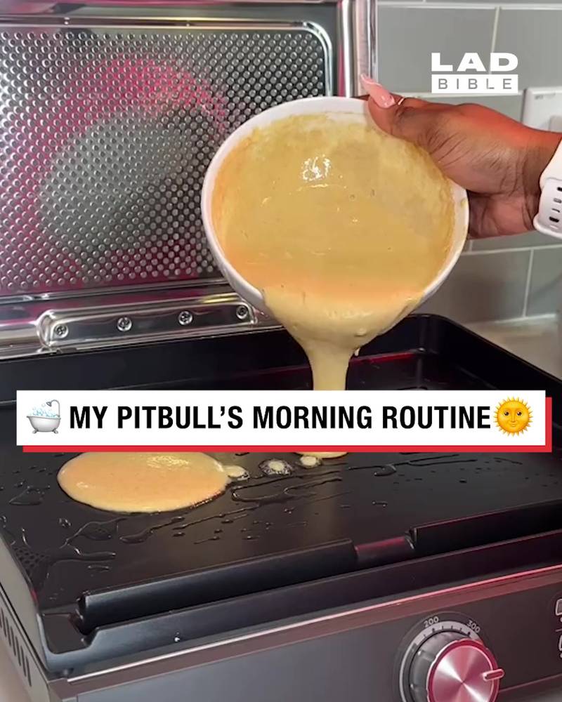 Pitbull morning routine