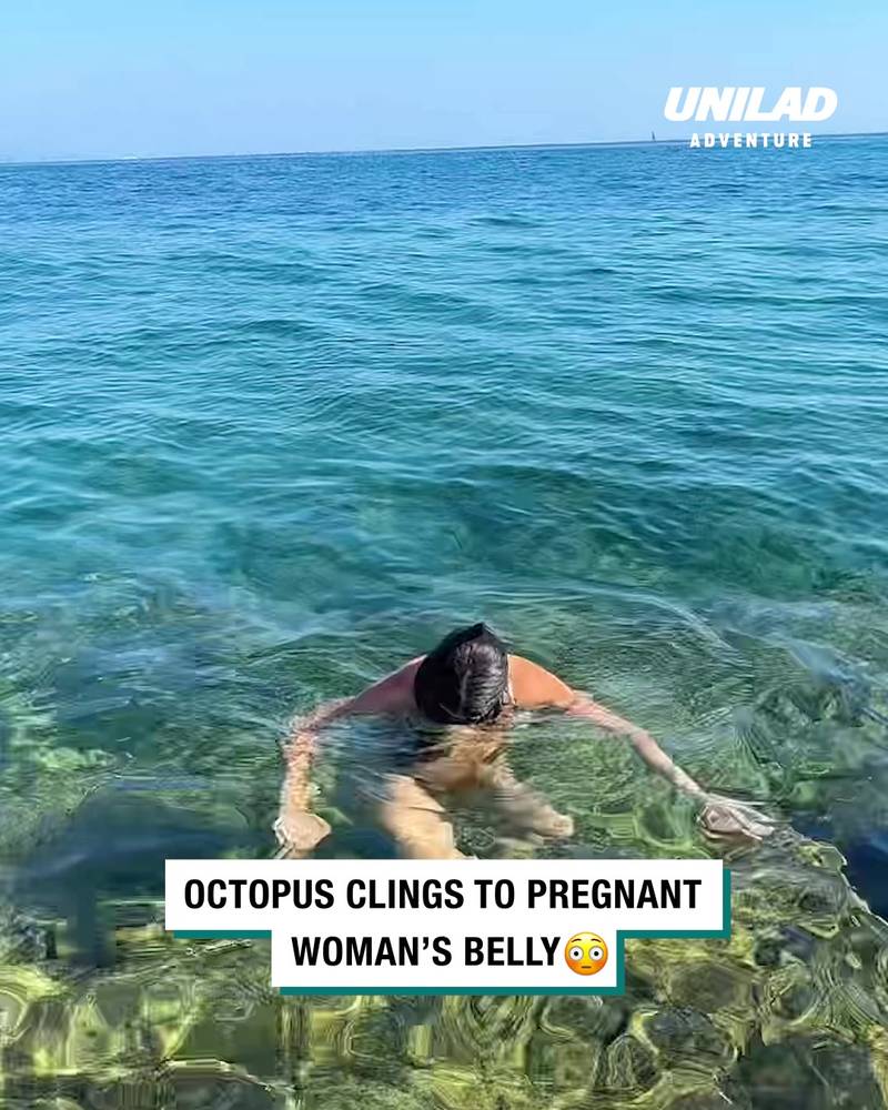 Octopus clings to pregnant belly