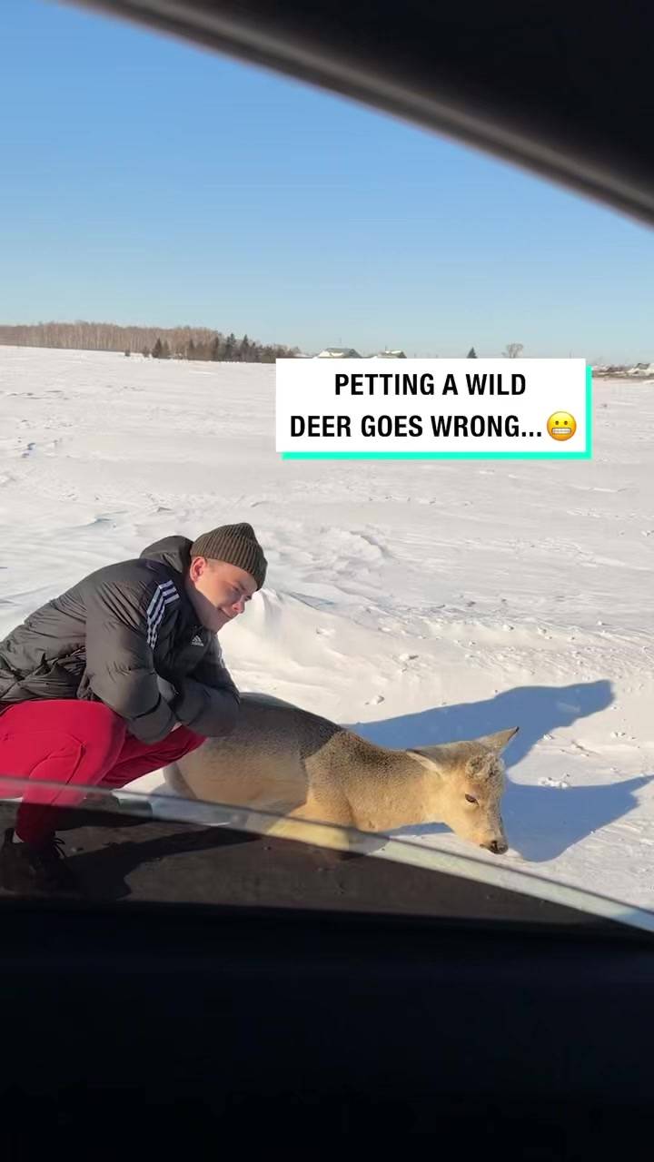 Petting A Wild Deer Goes Wrong