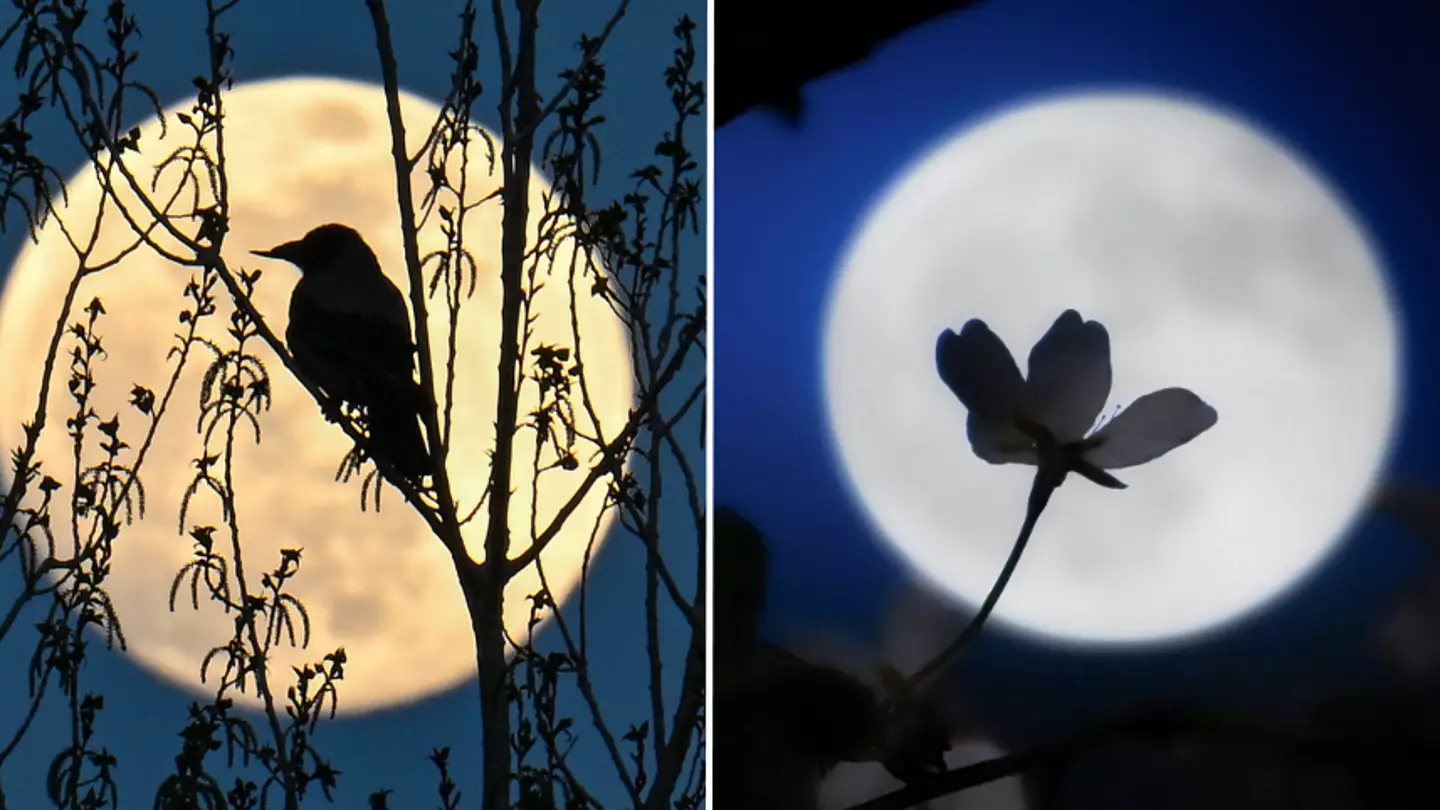 Where in the UK you can see the flower moon tonight