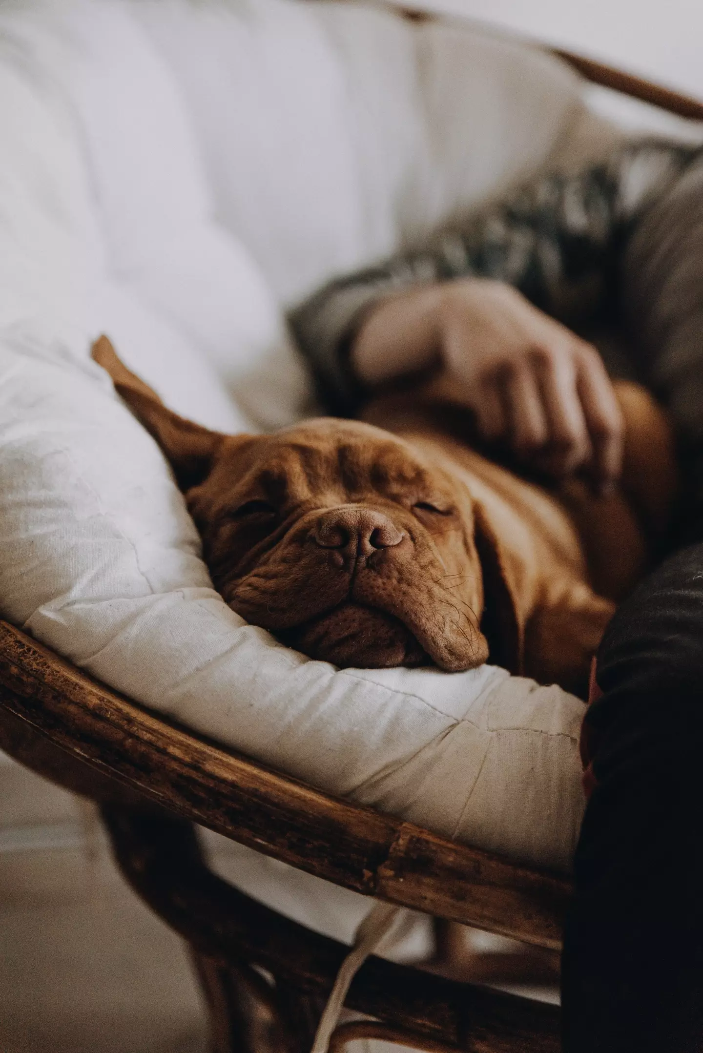How your dog sleeps can tell you how they feel about you as well as their health, mood and personality. (