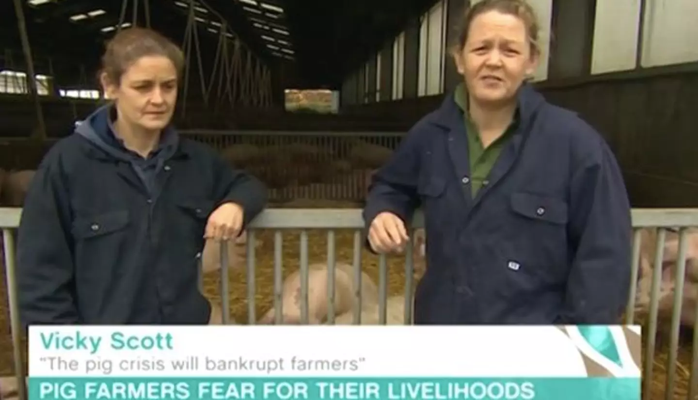 The pig farmers were interrupted by the screaming (
