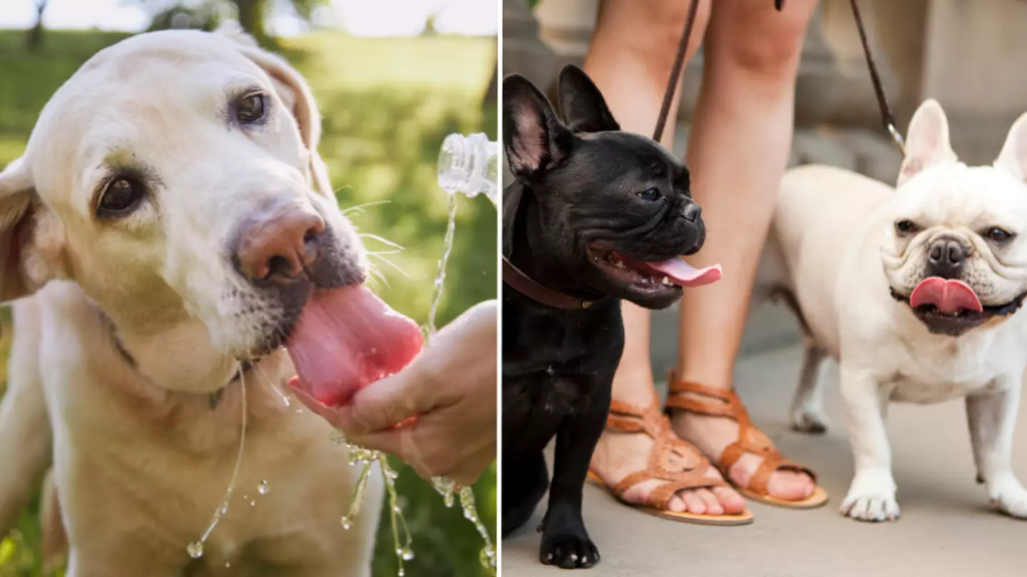 Seven-second test you should do before taking your dog on a walk during hot weather
