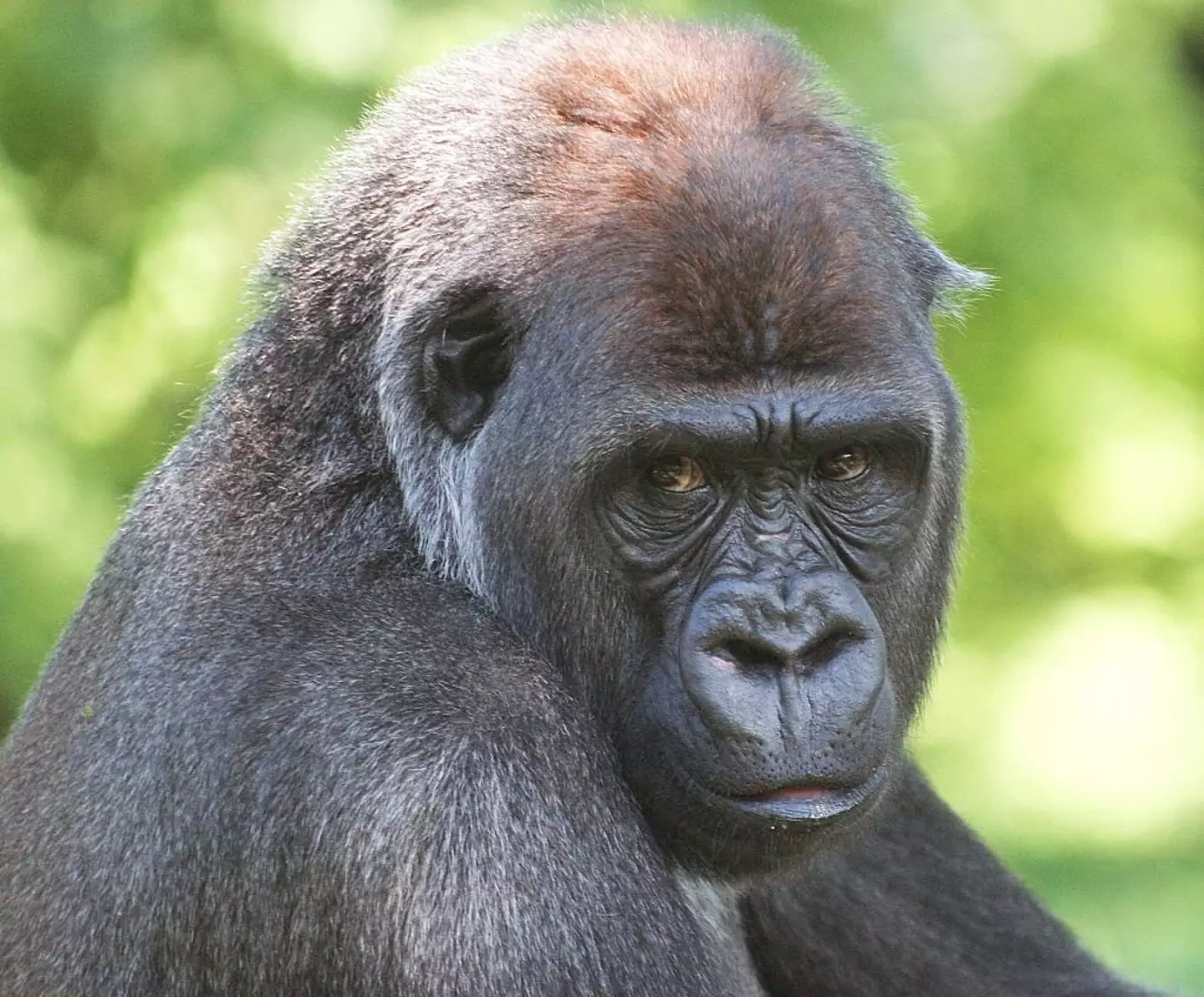 There's a terrifying reason why you should never smile at a gorilla in a zoo. (ullstein bild / Contributor / Getty Images)