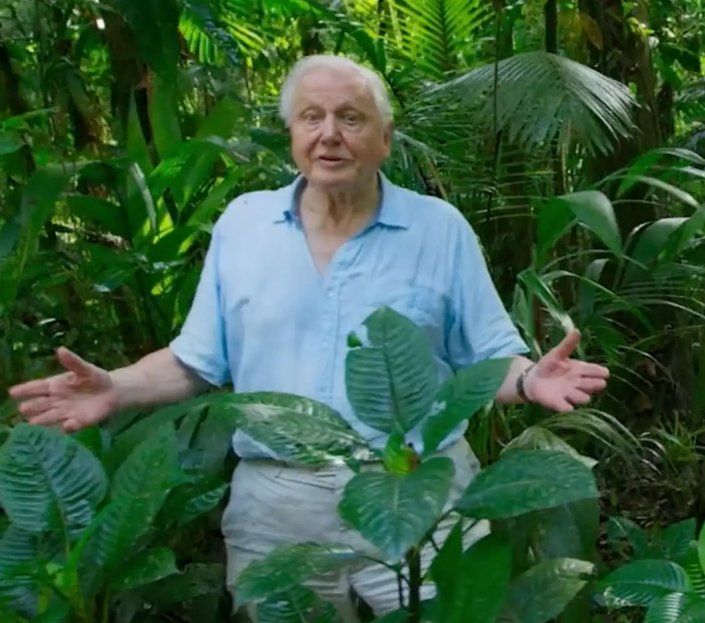 Attenborough said the world's relationship with plants has changed (