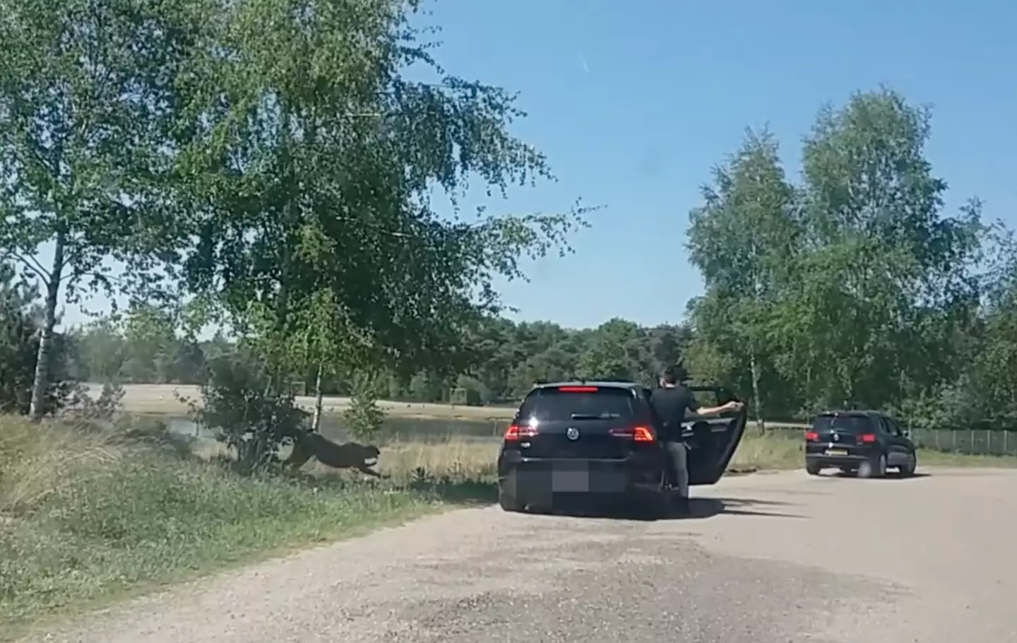 A pack of cheetahs were seen chasing the family as they scrambled to get back into their car. (ViralHog)
