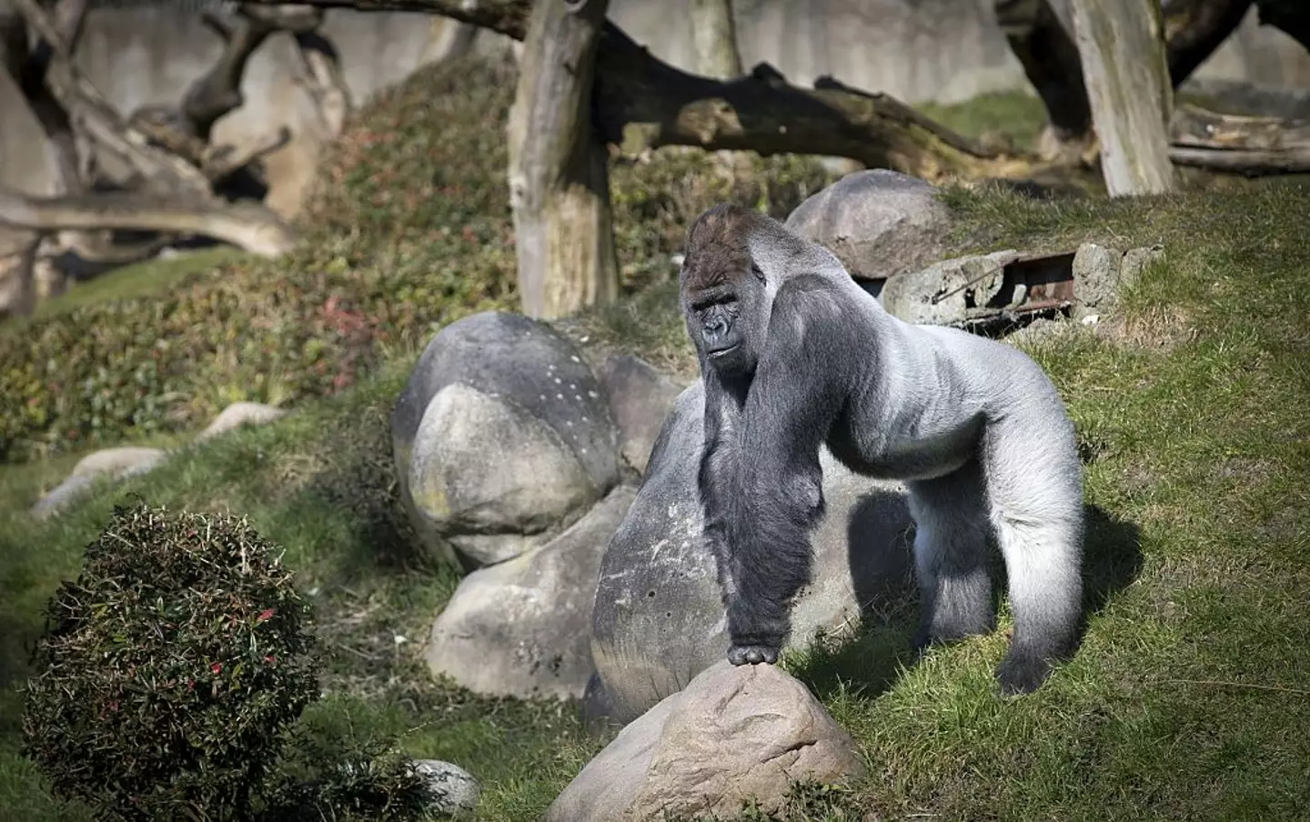 Bokito resided at the Diergaarde Blijdorp zoo in Rotterdam. (JERRY LAMPEN / Stringer / Getty Images)