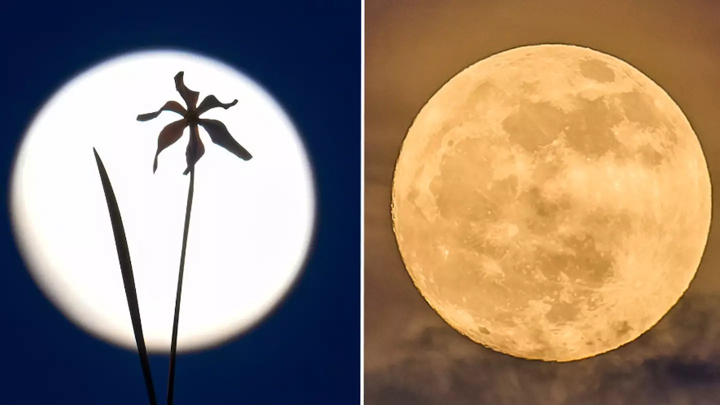 Why tonight’s full moon will be a different colour to normal and the best time to see it