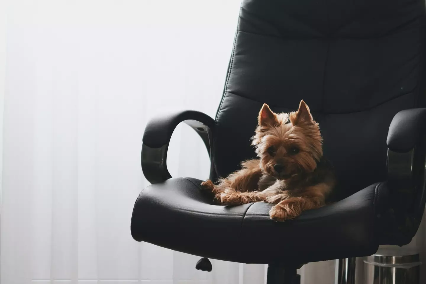 You'll be in charge of handling the dogs while their owners work in the yappy office (